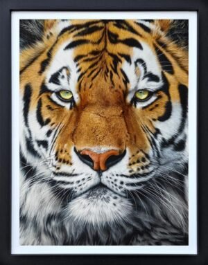The Prince By Martin Robson