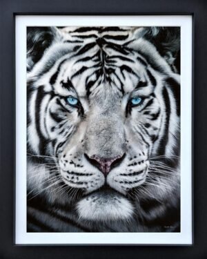 Silent Warrior By Martin Robson